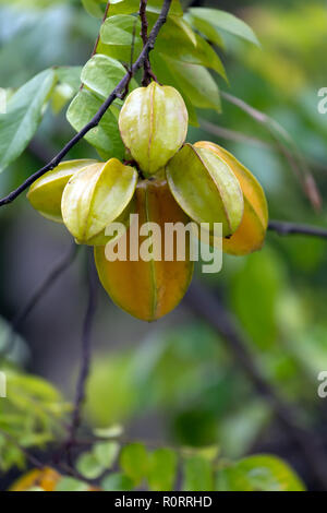 Karambolen Früchte wachsen auf dem Baum in einem tropischen Obstgarten. Stockfoto