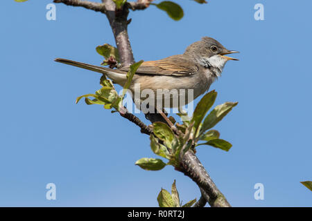 Common Whitethroat, Sylvia communis, männlichen Gesang von Sonnenbeschienenen Zweig Stockfoto