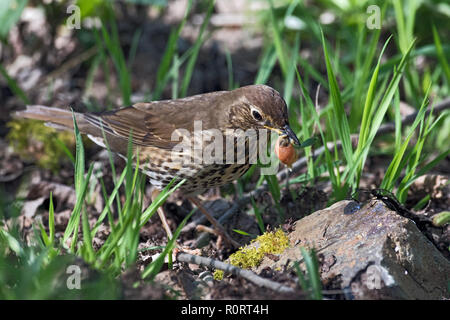 Song Thrush Turdus philomelos, Aufbrechen Schneckenhaus auf den Amboss Stein Stockfoto