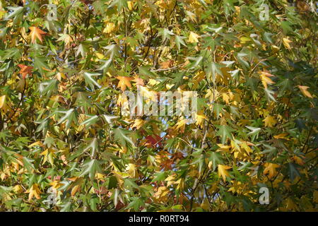 Ventilator Ahorn (Acer palmatum), bunte Blätter im Herbst auf einem Baum, Deutschland, Europa Stockfoto