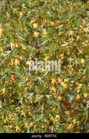 Ventilator Ahorn (Acer palmatum), bunte Blätter im Herbst auf einem Baum, Deutschland, Europa Stockfoto