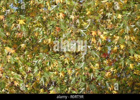 Ventilator Ahorn (Acer palmatum), bunte Blätter im Herbst auf einem Baum, Deutschland, Europa Stockfoto