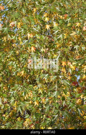 Ventilator Ahorn (Acer palmatum), bunte Blätter im Herbst auf einem Baum, Deutschland, Europa Stockfoto