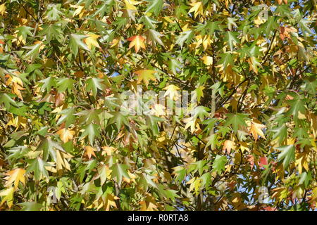 Ventilator Ahorn (Acer palmatum), bunte Blätter im Herbst auf einem Baum, Deutschland, Europa Stockfoto