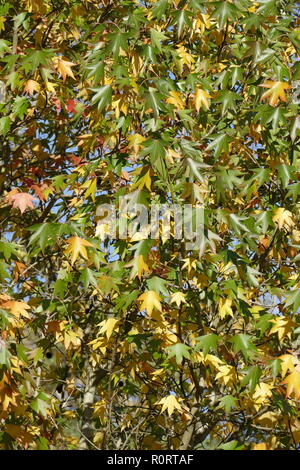 Ventilator Ahorn (Acer palmatum), bunte Blätter im Herbst auf einem Baum, Deutschland, Europa Stockfoto