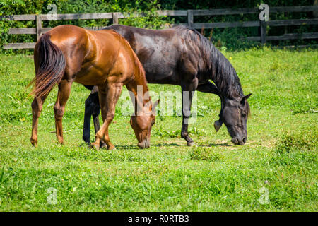 Horse Ranch farm Yard mit hellen grünen Gras Stockfoto