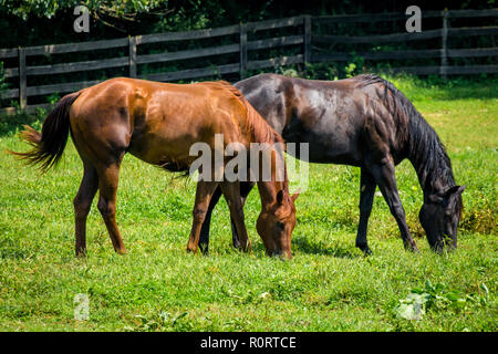 Horse Ranch farm Yard mit hellen grünen Gras Stockfoto