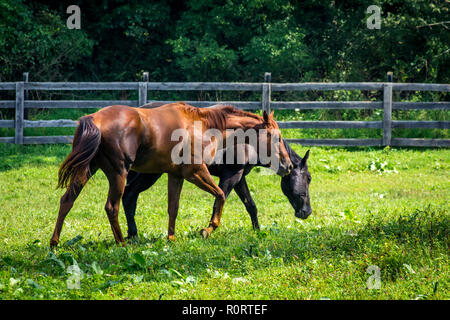 Horse Ranch farm Yard mit hellen grünen Gras Stockfoto