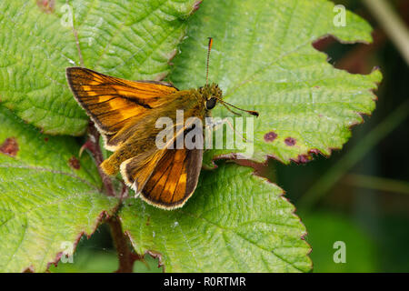 Große Skipper Schmetterling, Ochlodes venata Stockfoto