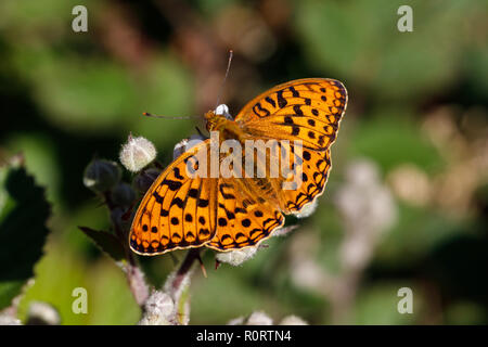 Hohe Braun Fritillary, ceriagrion adippe, männliche Fütterung auf dornbusch Stockfoto