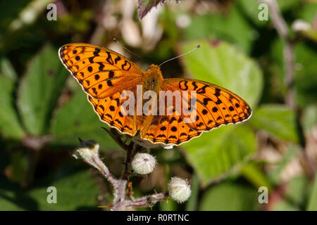 Hohe Braun Fritillary, ceriagrion adippe, männliche Fütterung auf dornbusch Stockfoto