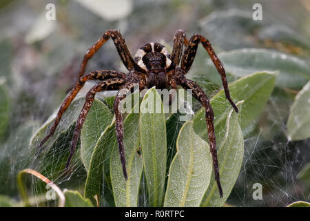 Bog floss Spinne, Dolomedes fimbriatus, Weibchen auf der Baumschule web Stockfoto