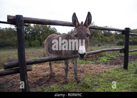 Kleine braune Esel. Close-up. Stockfoto
