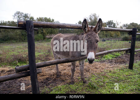 Kleine braune Esel. Close-up. Stockfoto