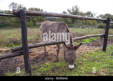 Ein wenig brauner Esel ist essen Gras. Stockfoto