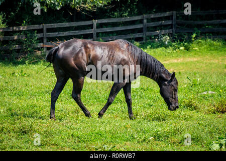 Horse Ranch farm Yard mit hellen grünen Gras Stockfoto