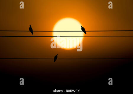 Silhouette drei Tauben ruhen auf das elektrische Kabel und den Sonnenuntergang im Hintergrund. Stockfoto