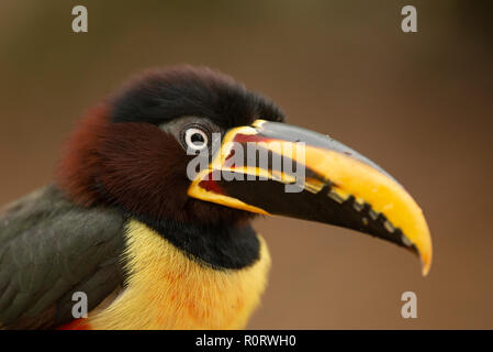 Eine Kastanie - eared Aracari Portrait von Nord Pantanal in Brasilien Stockfoto