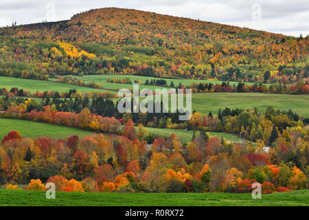 Ein Herbstlandschaftsbild von Bauernhöfen durch Reihen von Laubbäumen mit ihren Blättern, die in die Farben des Herbstes in der Nähe von Sussex N.B. getrennt Stockfoto