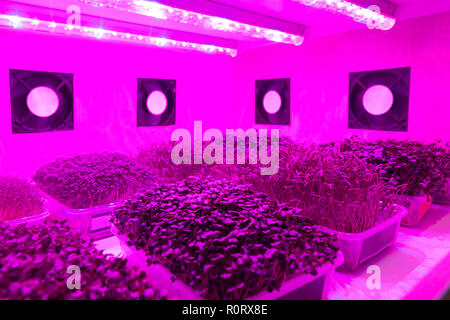 Smart indoor Farm, Photoperiodism Wachstum für Pflanzen Konzept. Künstliche LED-Lichtquelle in einem Experiment auf Gemüse Pflanzenwachstum verwendet Stockfoto