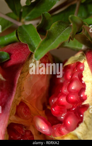 Reifer Granatapfel Obst. Stockfoto