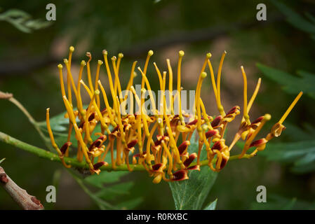 Close-up Silky Oak Blume. Stockfoto