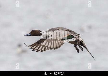 Ein männlicher Nördlichen Pintail duck im Flug Stockfoto