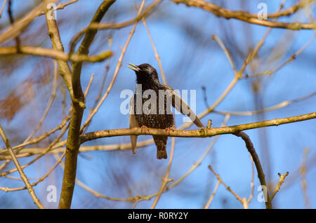 Common Starling Sturnus vulgaris Singen auf eine Niederlassung in Bösingen Yorkshire Stockfoto