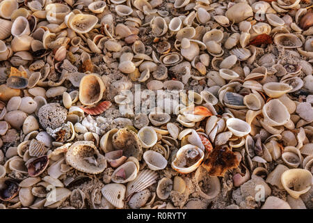 Muscheln full frame Stockfoto