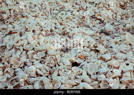 Muscheln full frame Stockfoto