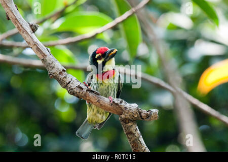 Schmied, Barbet, Wissen lokal als choto Basantabauri. Dhaka, Bangladesch. Stockfoto