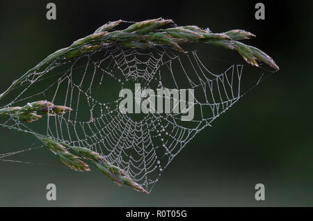 Orb Web mit Tau Stockfoto