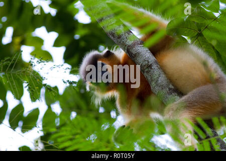 Eine bedeckte Langur (Trachypitheus pileatus), Lokal "mukh Pora Hanuman in Satchari National Park. Habiganj, Bangladesch. Stockfoto