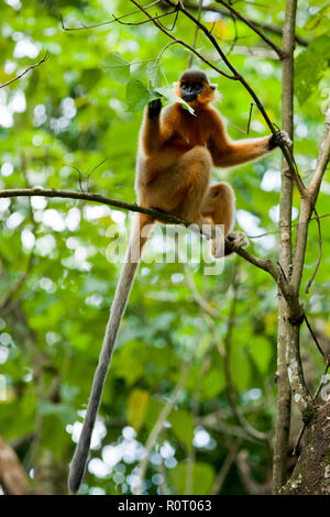 Eine bedeckte Langur (Trachypitheus pileatus), Lokal "mukh Pora Hanuman in Satchari National Park. Habiganj, Bangladesch. Stockfoto