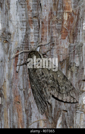 Catalpa Sphinx, Ceratomia catalpae Stockfoto