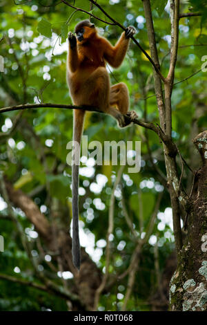 Eine bedeckte Langur (Trachypitheus pileatus), Lokal "mukh Pora Hanuman in Satchari National Park. Habiganj, Bangladesch. Stockfoto