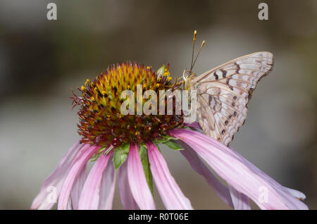 Tawny Kaiser, Asterocampa clyton, Sonnenhut, Echinacea angustifolia Stockfoto