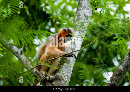 Eine bedeckte Langur (Trachypitheus pileatus), Lokal "mukh Pora Hanuman in Satchari National Park. Habiganj, Bangladesch. Stockfoto