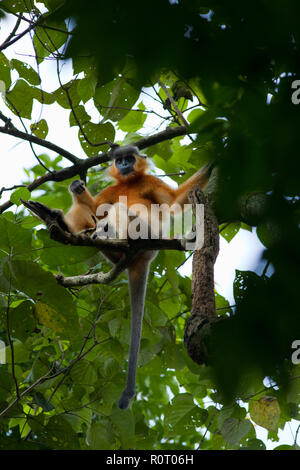 Eine bedeckte Langur (Trachypitheus pileatus), Lokal "mukh Pora Hanuman in Satchari National Park. Habiganj, Bangladesch. Stockfoto