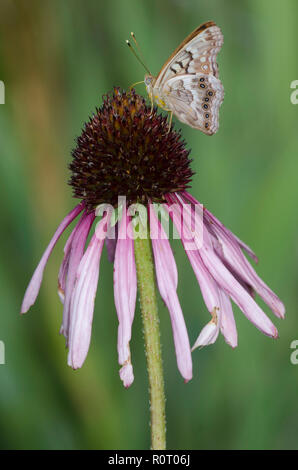 Tawny Kaiser, Asterocampa clyton, Sonnenhut, Echinacea angustifolia Stockfoto