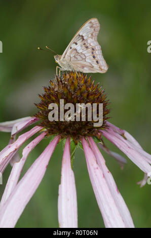 Tawny Kaiser, Asterocampa clyton, Sonnenhut, Echinacea angustifolia Stockfoto