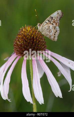 Tawny Kaiser, Asterocampa clyton, Sonnenhut, Echinacea angustifolia Stockfoto