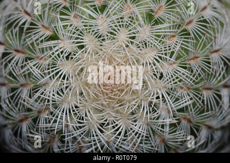 Nadelkissen Kaktus, Echinocereus riechenbachii Stockfoto