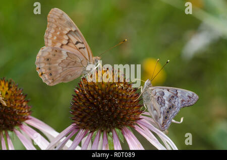 Tawny Kaiser, Asterocampa clyton, (links) und Hackberry Kaiser, Asterocampa celtis, Sonnenhut, Echinacea angustifolia Stockfoto