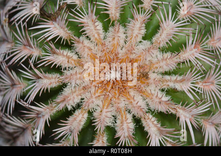 Nadelkissen Kaktus, Echinocereus riechenbachii Stockfoto