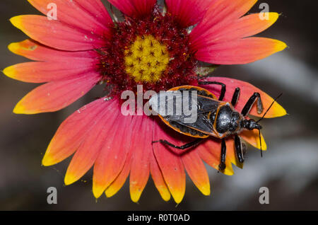 Biene Assassin, Apiomerus sp., auf Decke Blume, Gaillardia sp. Stockfoto