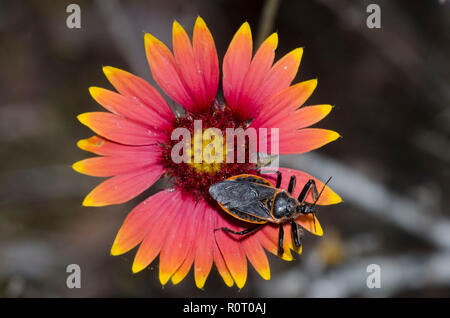 Biene Assassin, Apiomerus sp., auf Decke Blume, Gaillardia sp. Stockfoto