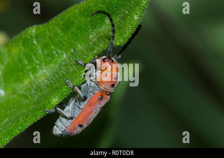 Seidenpflanze Longhorn, Tetraopes sp., auf Orange Seidenpflanze, Asclepias tuberosa Stockfoto