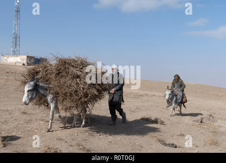 Bauer und seine Frau unter der Dürre mit trockenen Zweigen auf Esel auf der Straße von Kholm, Takht-e Rostam, Provinz Samangan, Afghanistan Stockfoto