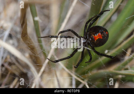 Western Black Widow, Latrodectus hesperus Stockfoto